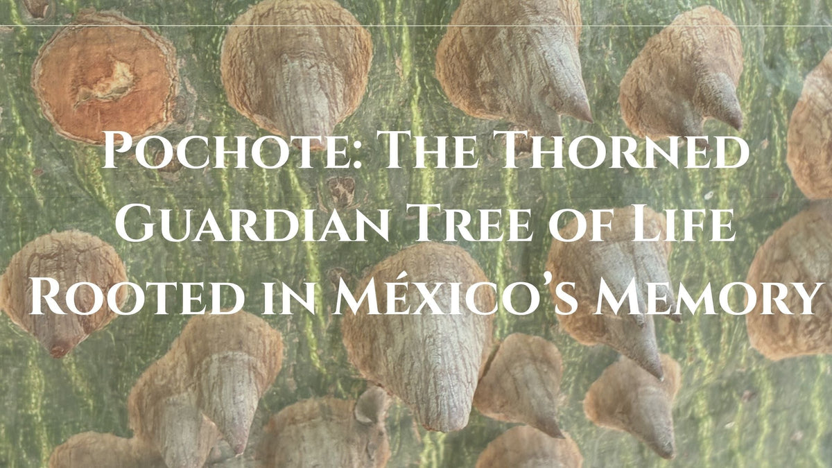 Pochote: The Thorned Guardian Tree of Life Rooted in México’s Memory