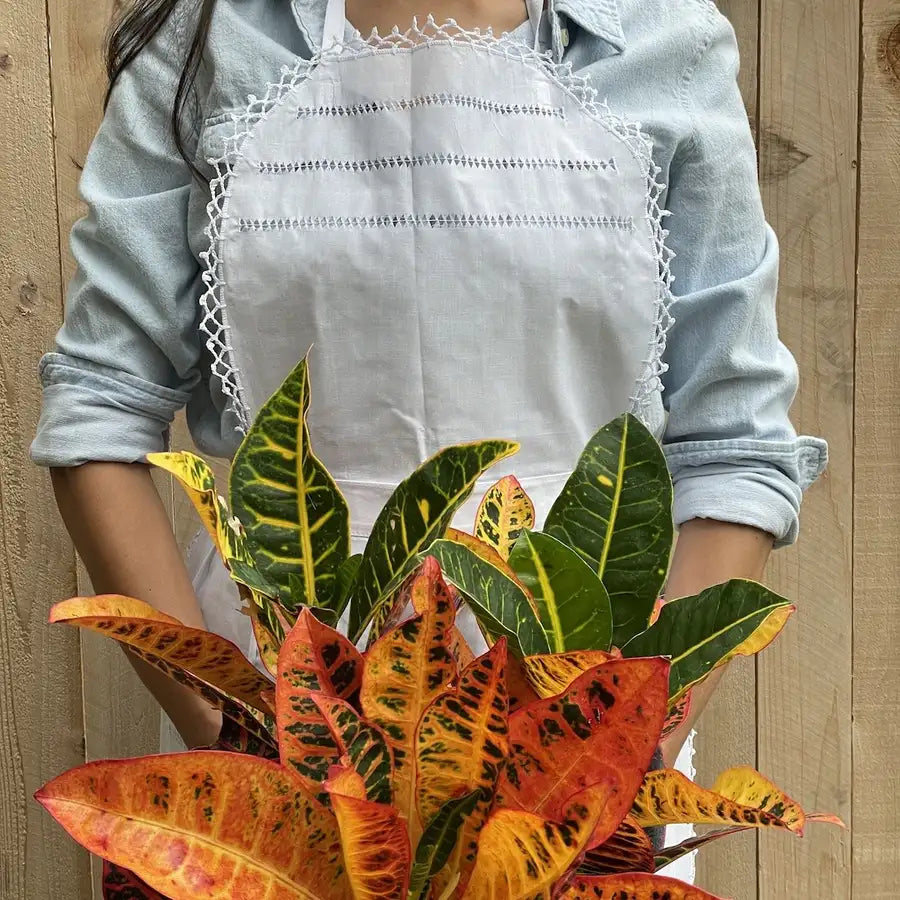 Deshilado Cotton Apron - 6