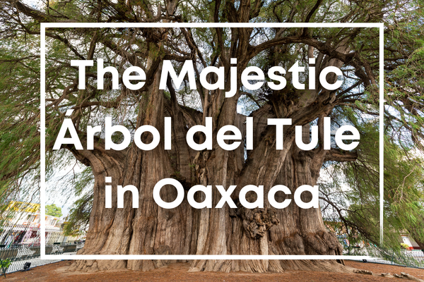 The Majestic Árbol del Tule in Oaxaca