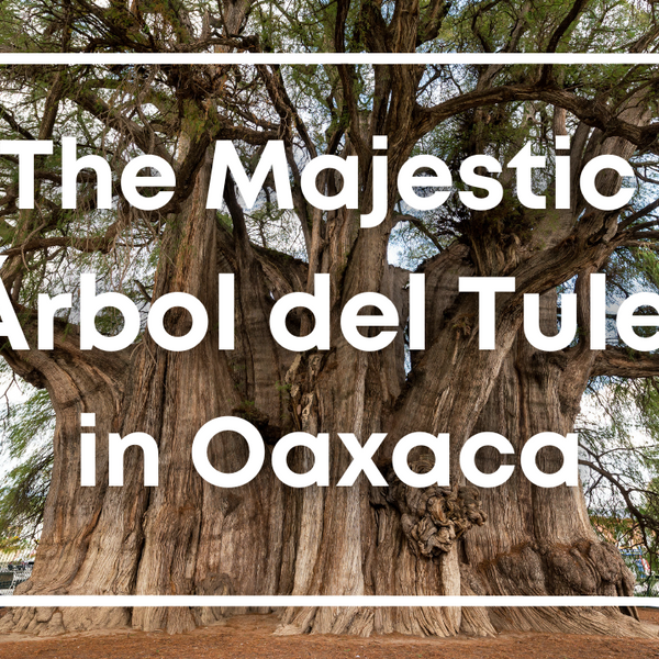 The Majestic rbol del Tule in Oaxaca