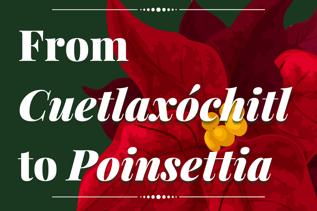 Flor de Nochebuena: From Cuetlaxóchitl to Poinsettia