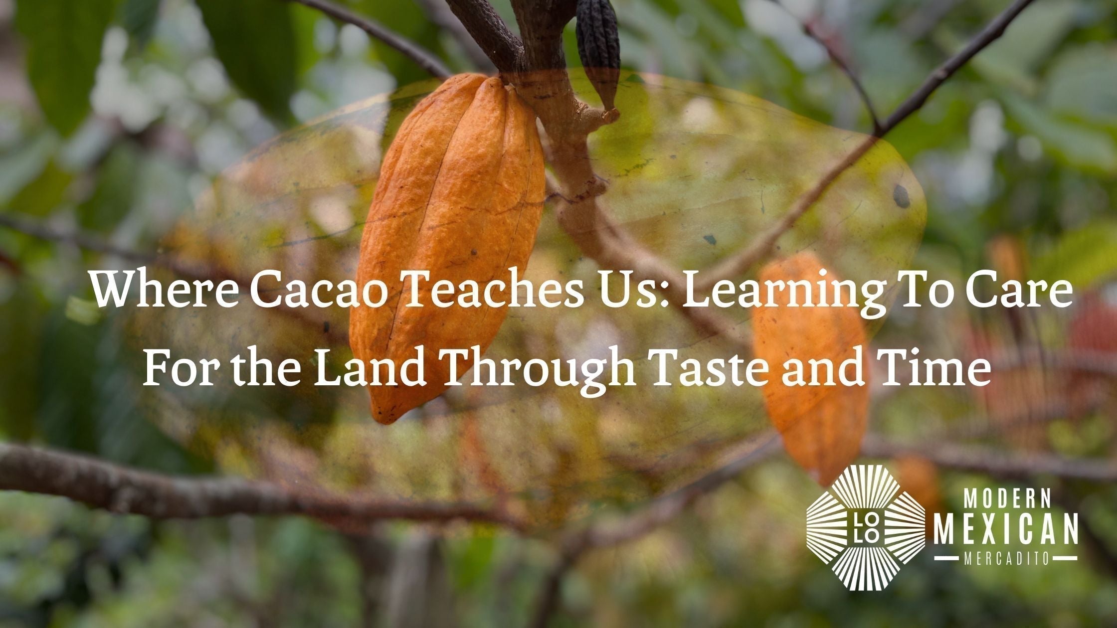 Where Cacao Teaches Us: Learning To Care For the Land Through Taste and Time