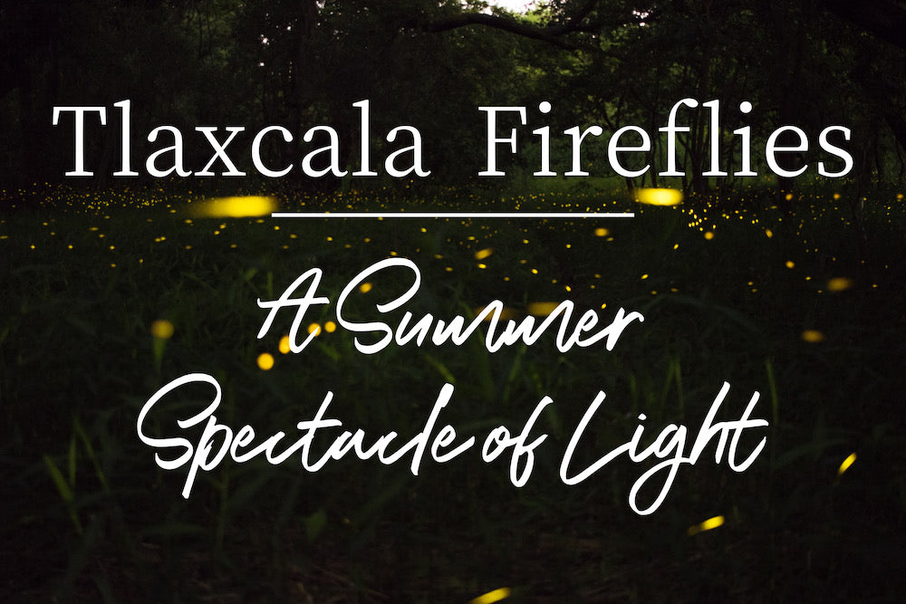 Tlaxcala Fireflies: A Summer Spectacle of Light