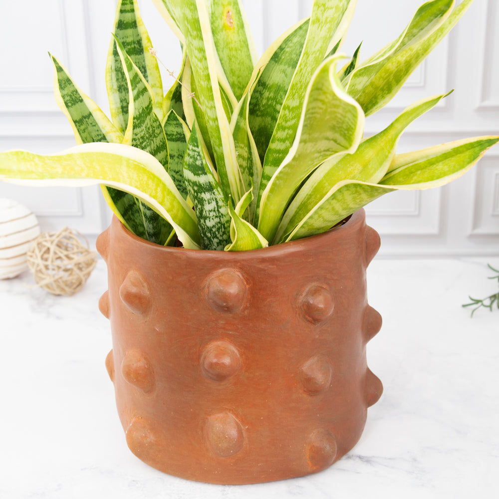 Santa Cruz Cachán Pochote Clay 8" Planter